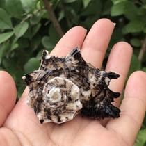 Natural conch shell snail shell seahorse snail hermit crab replacement shell aquarium fish tank landscape shooting props decoration