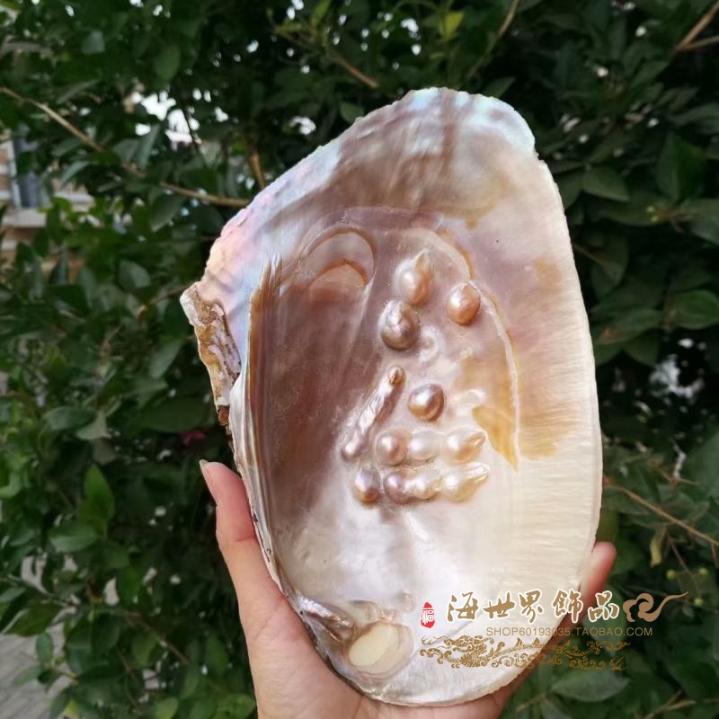 ins The same photo props Pearl Sichuan scallop mother plate River mussel natural large shell conch specimen jewelry incense box