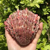 Natural conch shell pelican sea chrysanthemum clam Yingwang Sea chrysanthemum clam aquarium fish tank landscaping Home window decoration