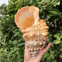 Natural stone snail Golden Frog snail shell super large conch horn can blow shell ornaments crafts fish tank landscaping