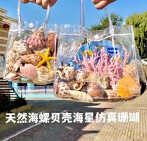 Natural shell conch gift box simulation coral starfish set Fish Tank Aquarium landscaping childrens toys small gift