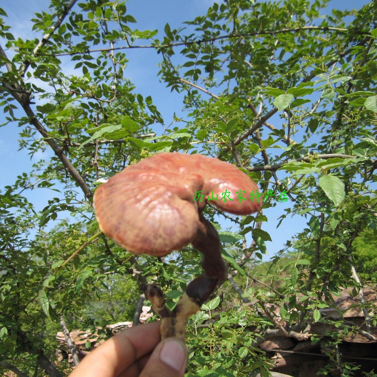 Wild Reishi Wild Pruned Red Reishi Red Reishi Wild Reishi 5g