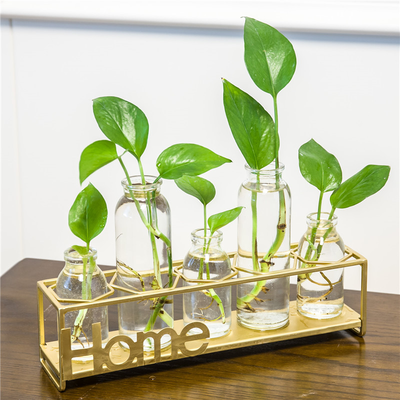 Vase glass transparent green water cultivates plant small fresh living room in Nordic home creative decoration