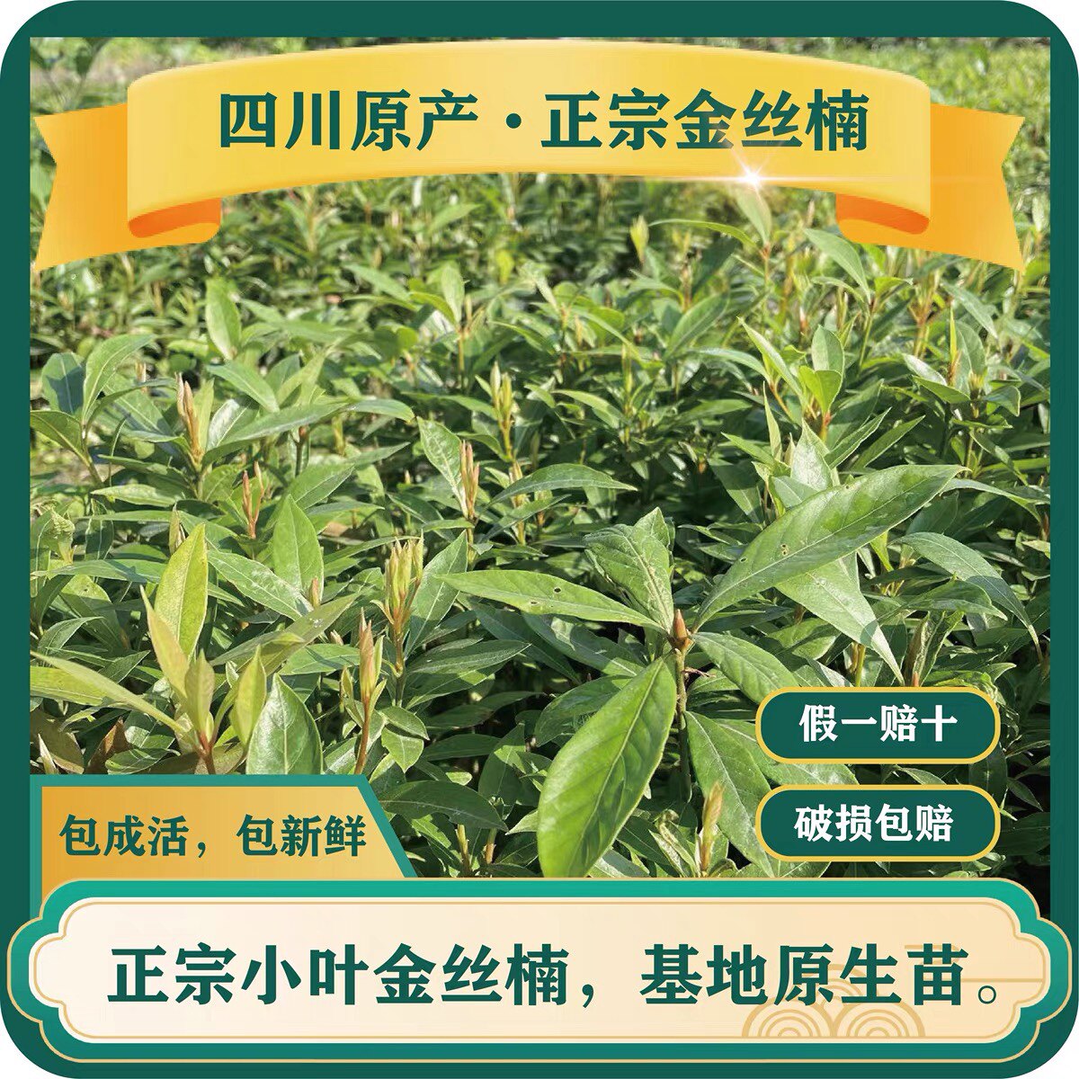 金丝楠木树苗基地直供