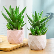 Bedroom plant small potted dormitory pillow dormitory college students desktop office Aloe Vera balcony skin care