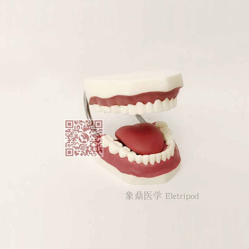 Eletripod 高级口腔牙护理保健模型（28颗牙，放大5倍） ET/HK1