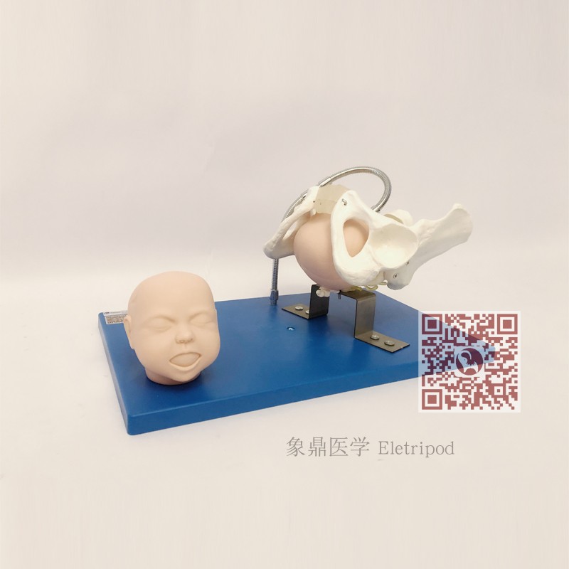 Eletripod 象鼎医学 带有胎儿头的骨盆模型 ET/F23