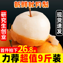 Shandong Laiyang Autumn Moon pear 9kg fresh pregnant women fruit season rock sugar rich water fragrant snow pear full box 10 gift box
