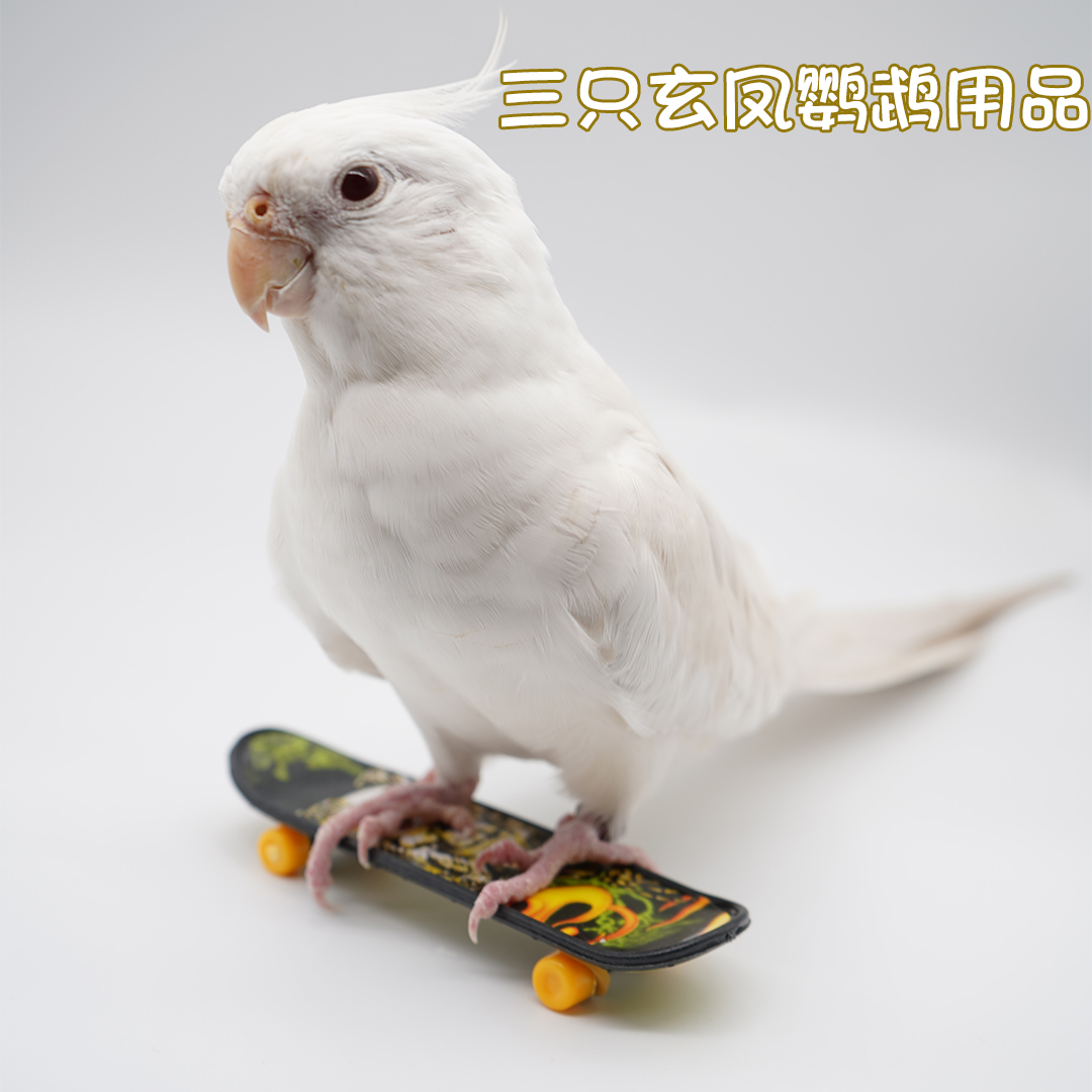 Pet parrot bird uses toy scooter for exercise training, interactive educational bird supplies, photo props, free shipping
