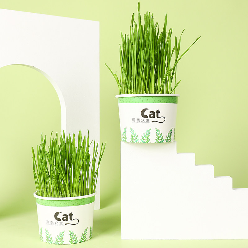 Cat grass seeds soil cultivation hair removal cat grass potted cat snacks catnip cat grass hydroponic seeds cat supplies
