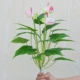 Mô phỏng cây xanh lòng bàn tay đỏ may mắn hoa giả sàn trong nhà chậu phòng khách trang trí nhà giả đồ nội thất - Hoa nhân tạo / Cây / Trái cây cây hoa giả trang trí trong nhà