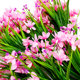 Simulated ຜ້າໄຫມດອກໄມ້ພາກຮຽນ spring ຫຍ້າ orchid bouquet Milan tulips ຫ້ອງດໍາລົງຊີວິດຕາຕະລາງ dining ຜ້າໄຫມດຽວການຈັດດອກໄມ້