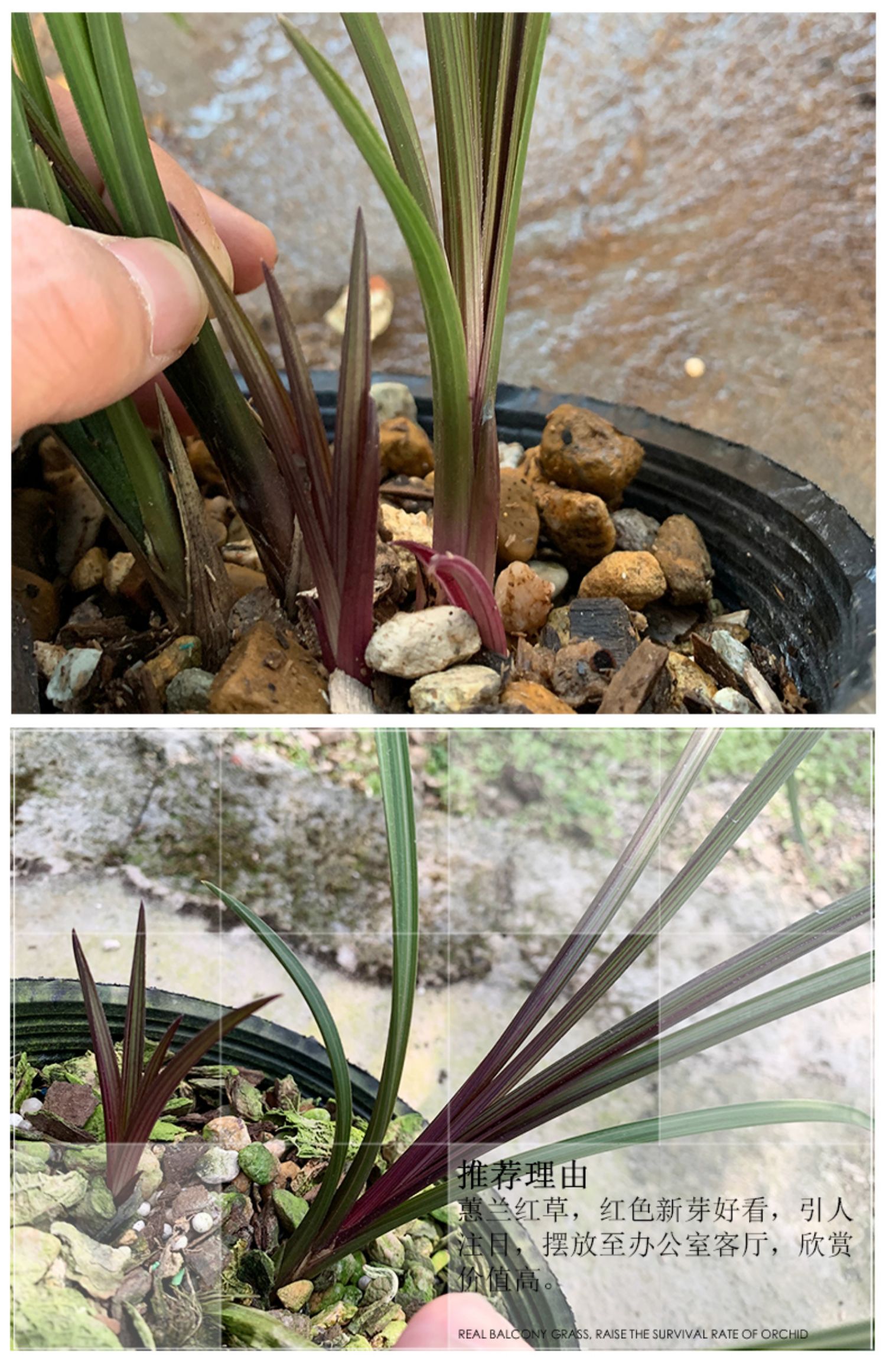 刘阁兰花苗盆栽蕙兰红草红叶冬带浓香花苞出售室内外绿植物花卉 虎窝淘