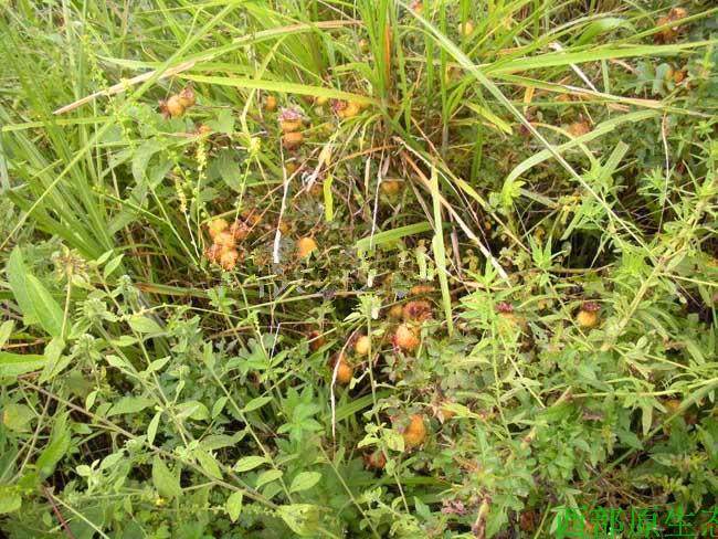 Ci Li Dried Fruit (Rosa roxburghii) — Guizhou Wild-Grown Herbal Tea Fruit, 500g quality and texture