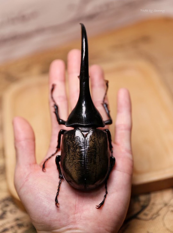 Nirvana Model # Halberd Has No Tree Stump All in Version. Ten Pieces Will Be Shipped Within This Few Days.