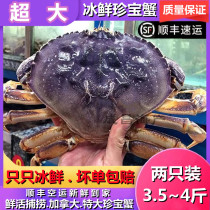 Treasures Crab Bread Crab Ice Fresh Monarch Crab Huge Treasure Crab 2 Only Packed 4 Catty Crab Great Crab Aqua Seafood Seafood