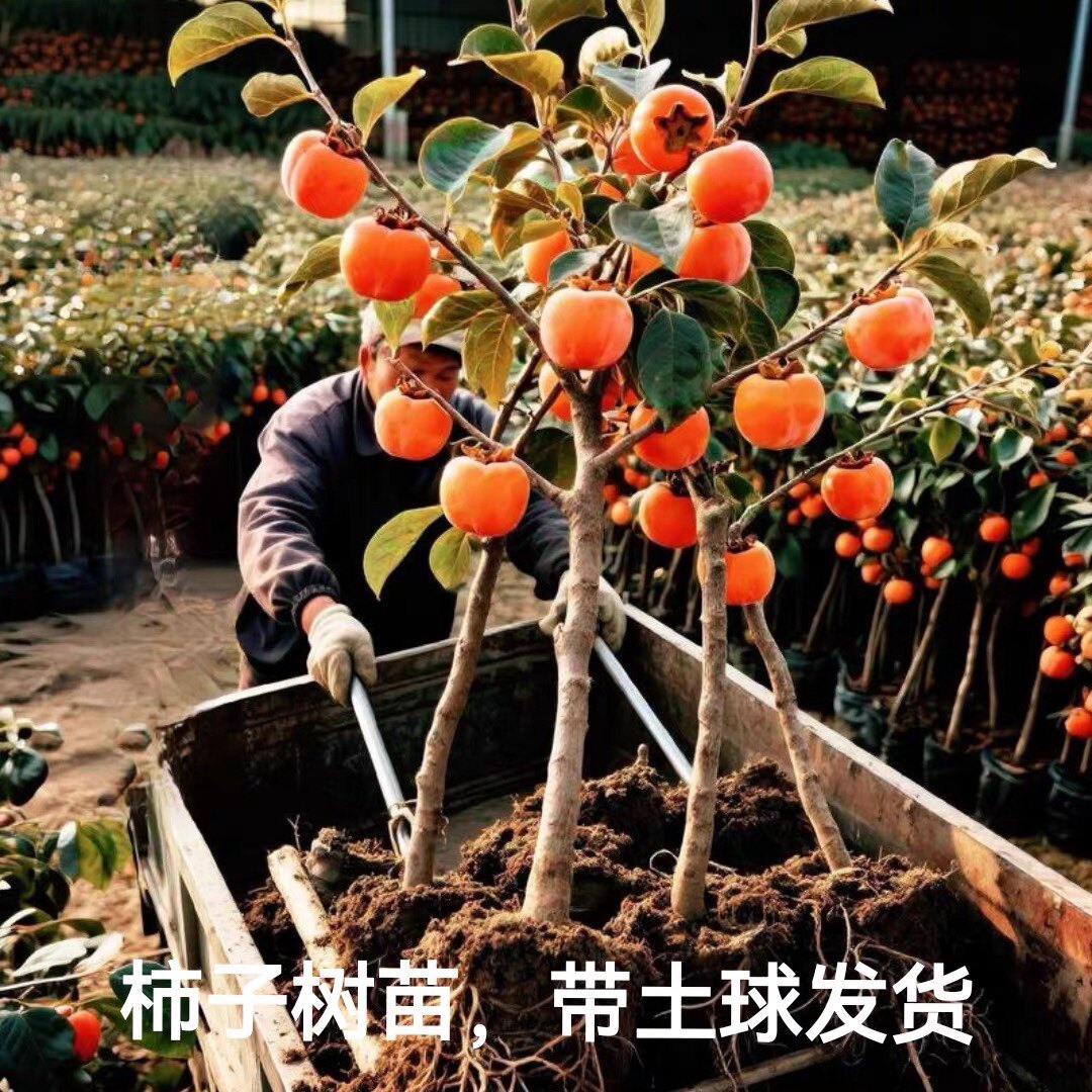 春吟词的LOGO