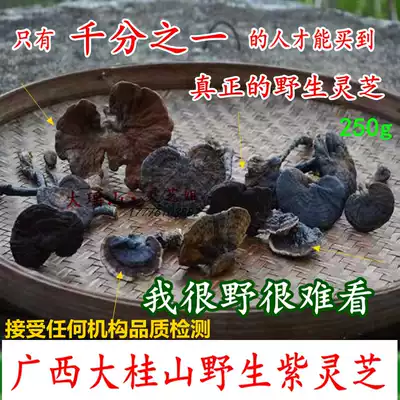 Guangxi Dashan wild Ganoderma lucidum selected whole natural non-bitter purple Ganoderma lucidum dried slices powdered sparkling wine 250g