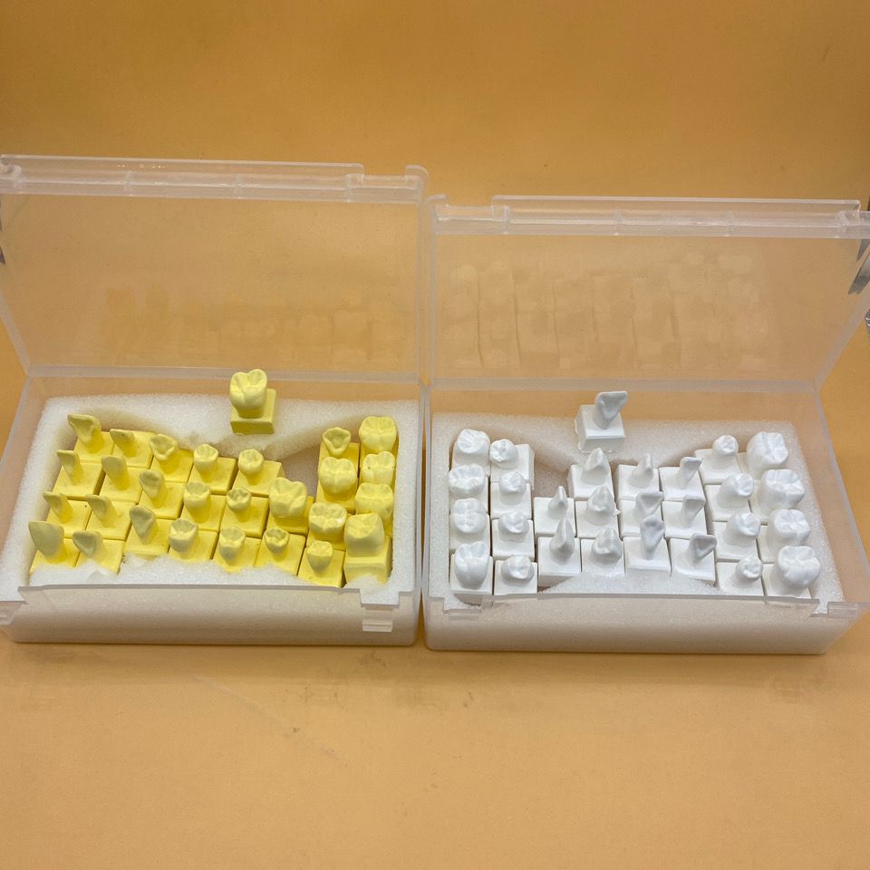 牙科 1倍雕牙参考模型 1.2倍石膏带底座牙模 全口28颗恒牙雕刻