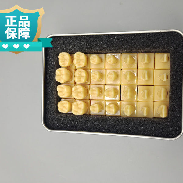 牙科28颗牙齿标准模型 1.2倍恒牙带座模型 学生雕牙参照模