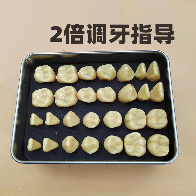 牙齿模型 口腔模型 2倍标准牙对照模型 口腔教学牙科模型调牙