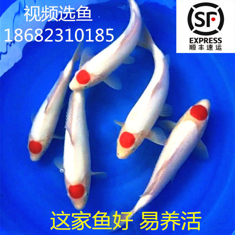 最新の激安 イルミネーション 鯉 丹頂 コイ 錦鯉 サカナ フィッシュ 日本 アニマル 動物 立体 3ｄ アート Led 輝き 電飾 モチーフ クリスマス クリスタル かわいい イルミネーション 鯉 丹頂 コイ