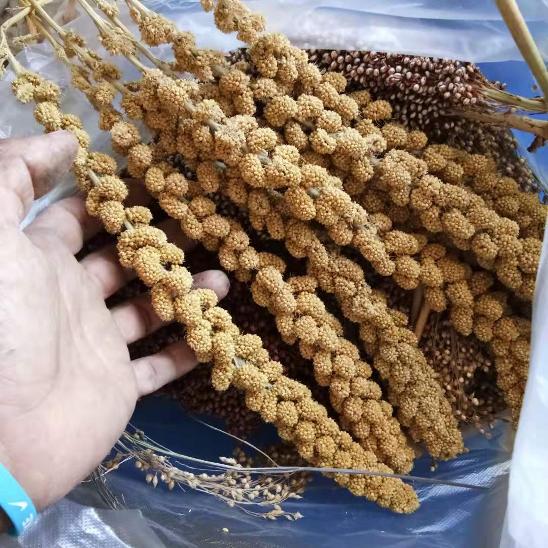 Valley Ears Hamster Wheat Ears Teaching Crops Natural Belt Shell Yellow Rice Parrot Valley Rice Tassel Hamster Grinding Tooth Stick