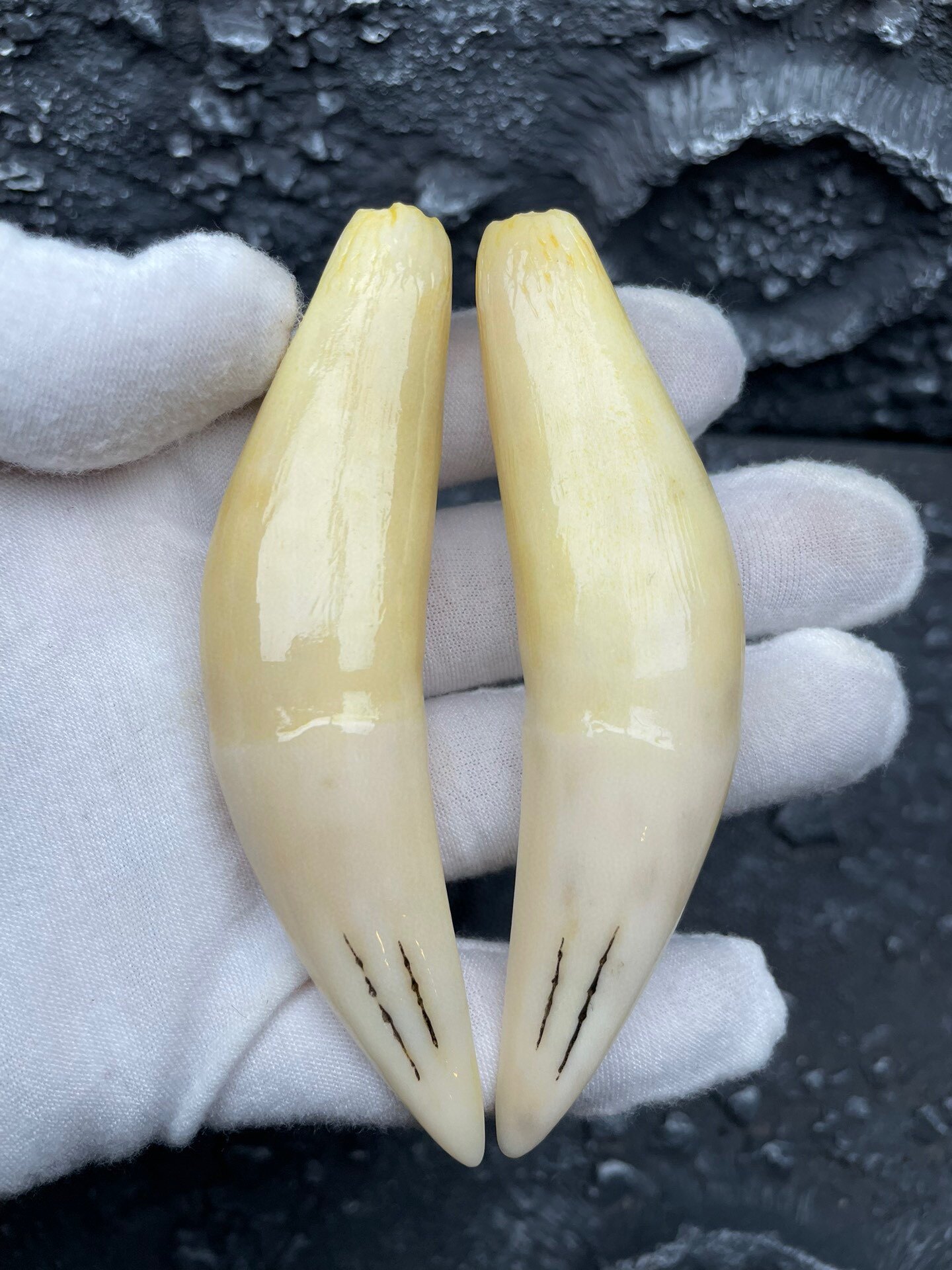 Ancient play natural fidelity camel tooth body male and female atmosphere pendant collection True tooth Large tooth handlebar piece-Taobao