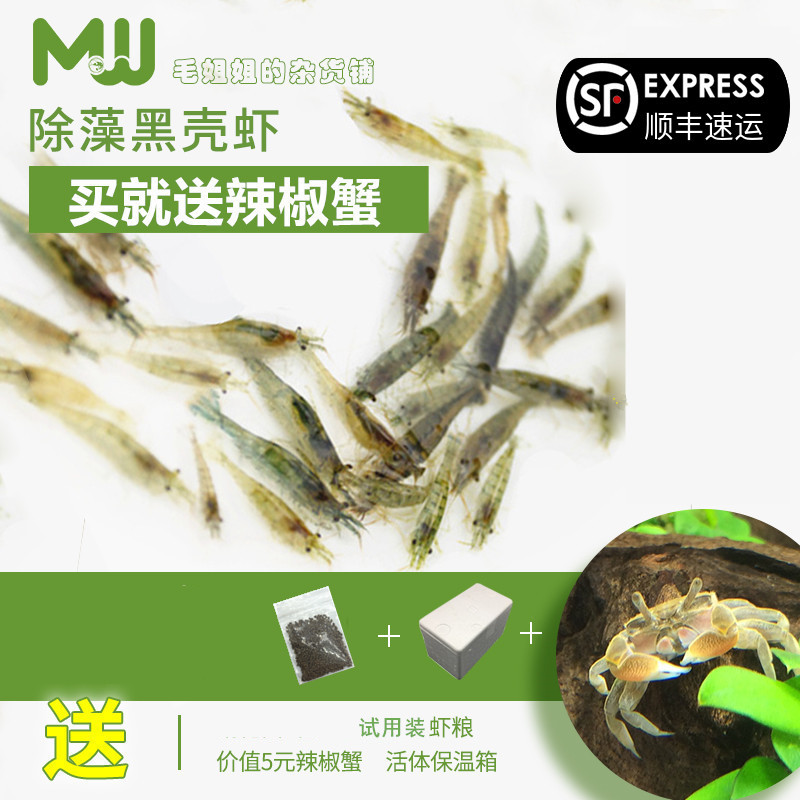 Black shell shrimp tank cleaning shrimp turtle feed Algae shrimp ornamental shrimp tools Shrimp grass tank Aquarium fish tank landscaping