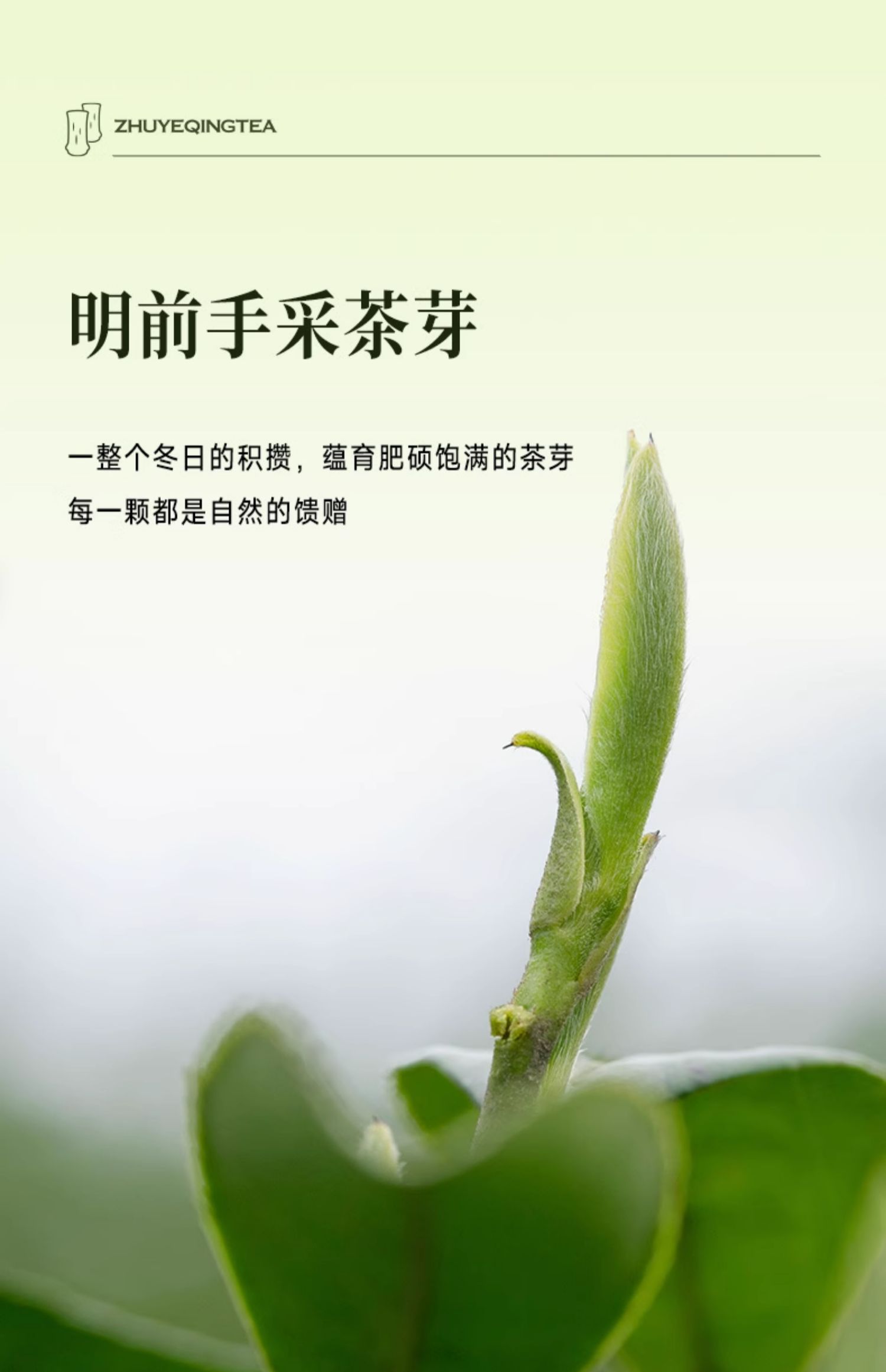 【中國直郵】竹葉青茶葉 23年峨眉高山綠茶 明前芽心特級 60g/盒