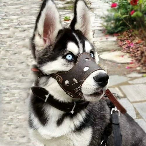 Коровидская собака во рту крышка анти -нямового капюшона Большая собака Анти -дог лай, чтобы съесть золотой резапер лабру мультипроводную стадную маску