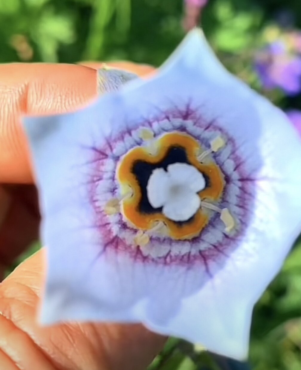 蜜源植物
