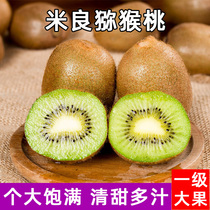 Miliang kiwi fruit fresh green heart kiwi fruit fragrant seasonal kiwi fruit ten pounds of green fragrant kiwi fruit Zhouzhi