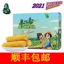21 years of fresh Inner Mongolia half-saucer Sweet glutinous corn 12 corn cob non-genetically modified Cannon
