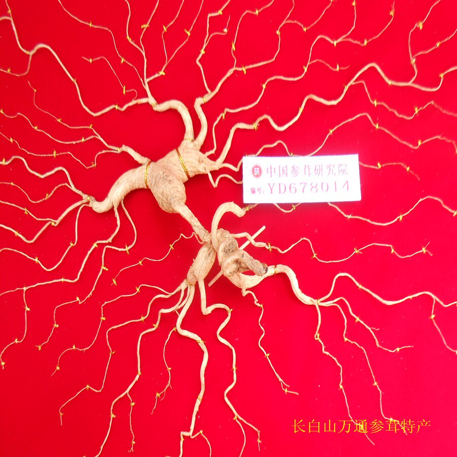 Northeast Changbai Mountain 52 years under the forest wild ginseng wild ginseng Lingyang ginseng migration mountain ginseng belt certificate