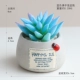 Blue Bergamot Lotus Potted