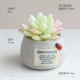 Luohan Lotus Potted