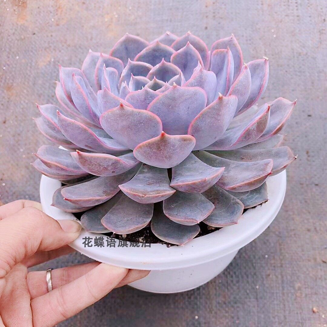 菲欧娜(Fiona)在童话世界里扮演什么角色?👸👑-生活-淘宝百科网