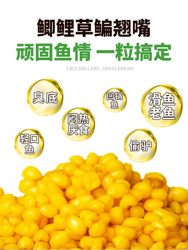 Hạt lúa mì câu cá máu lúa mì hạt thức ăn cho cá cá thực phẩm câu cá hoang dã hố đen cá chép cá trích mồi mồi câu cá đặc biệt mồi câu cá chép siêu nhạy mồi câu cá mè hoa
