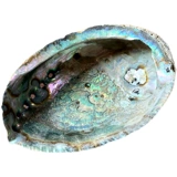 Мексиканский большой голубой раковина белый шалфей хвост с горящим дым