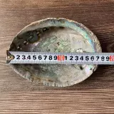 Мексиканский большой голубой раковина белый шалфей хвост с горящим дым