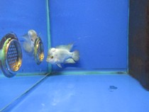 Tropical ornamental fish Arhat live full silver starting Arhat Imported from Thailand Full silver starting arhat 11 cm