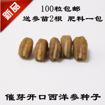 100 seeds of American ginseng are sent to ginseng seedlings with 2 fertilizers and a pack of Changbai Mountain American ginseng seeds