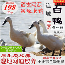 Fujian Liancheng white duck with black beak and white hair stewed old duck farmhouse free-range local duck freshly killed whole egret duck