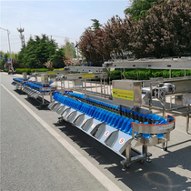 Fish Sorter Weight Salmon Sorter Size Class Online Dynamic Scale Cordyceps Sinensis Classifier