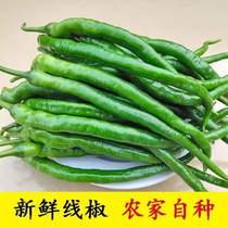 Hunan Huaihua Tonglian fresh green pepper farm self-planted two Jing thin-skinned line pepper medium spicy