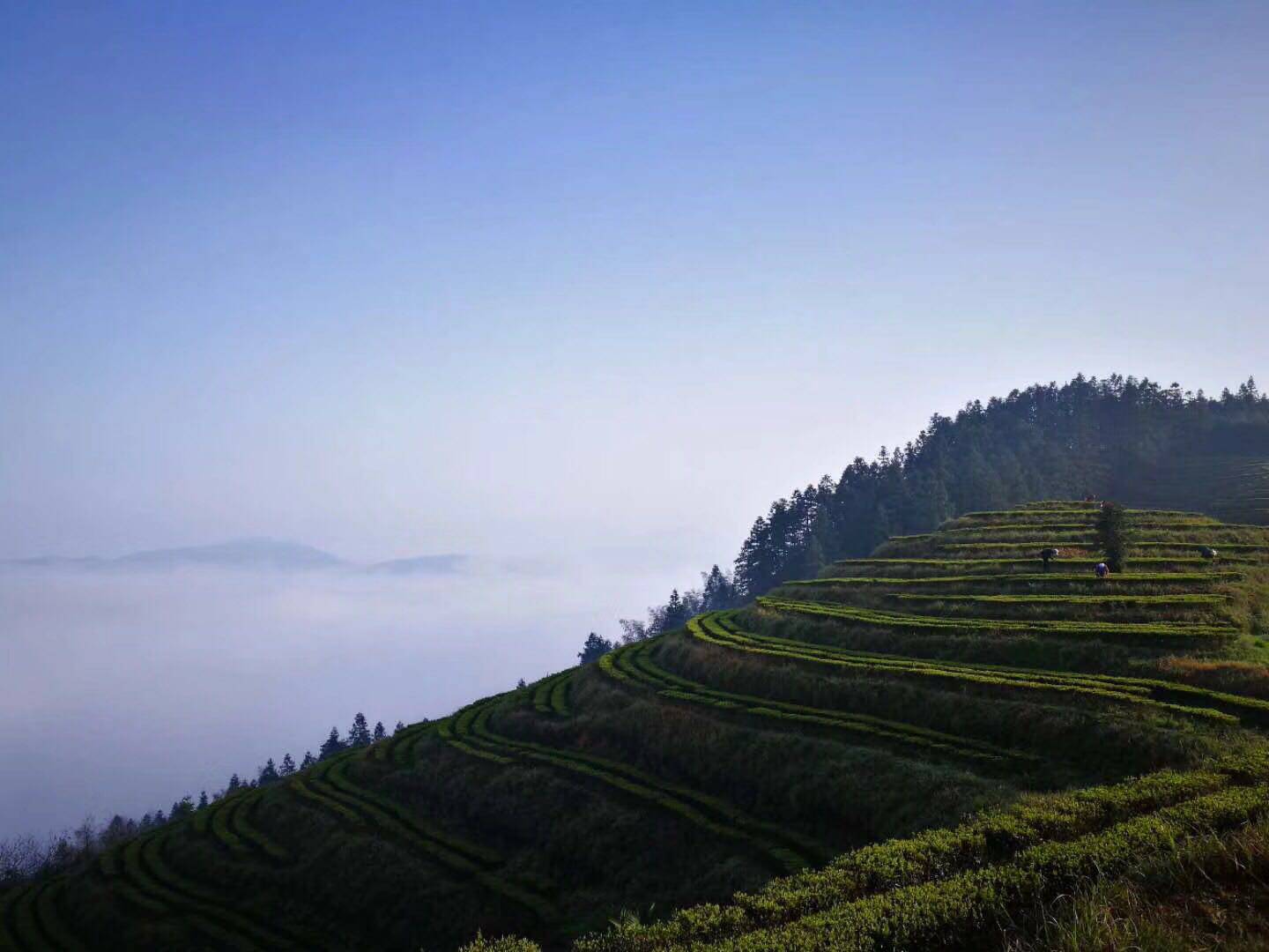 Hunan Baotian black tea 88 yuan a pack