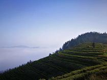 Hunan Baotian Mao Jian Green Tea 38 yuan a pack