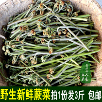 Wild fresh Bracken Pickles Guizhou dragon claws Hunan wild vegetables cat claws food 3kg
