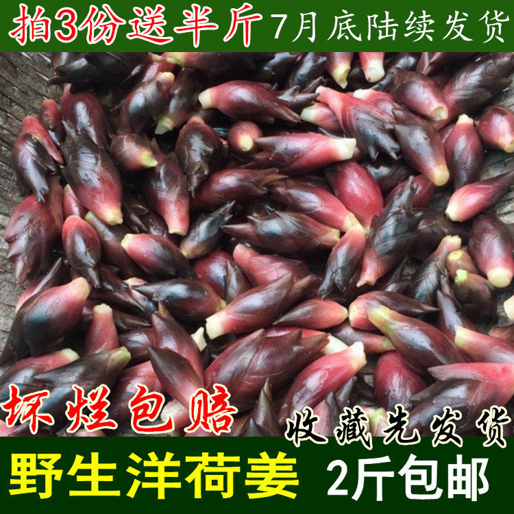 The Drinking Lotus wild Ocean Hooyang Heyang Heyang Hornho Lotus Flowers of the Ocean Riverside River Ginger 500 gr